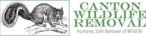 Canton Wildlife Removal