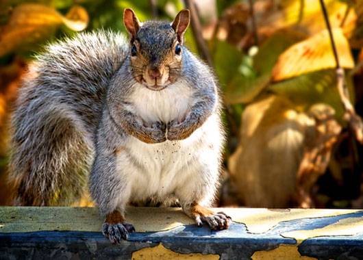 Squirrel Removal