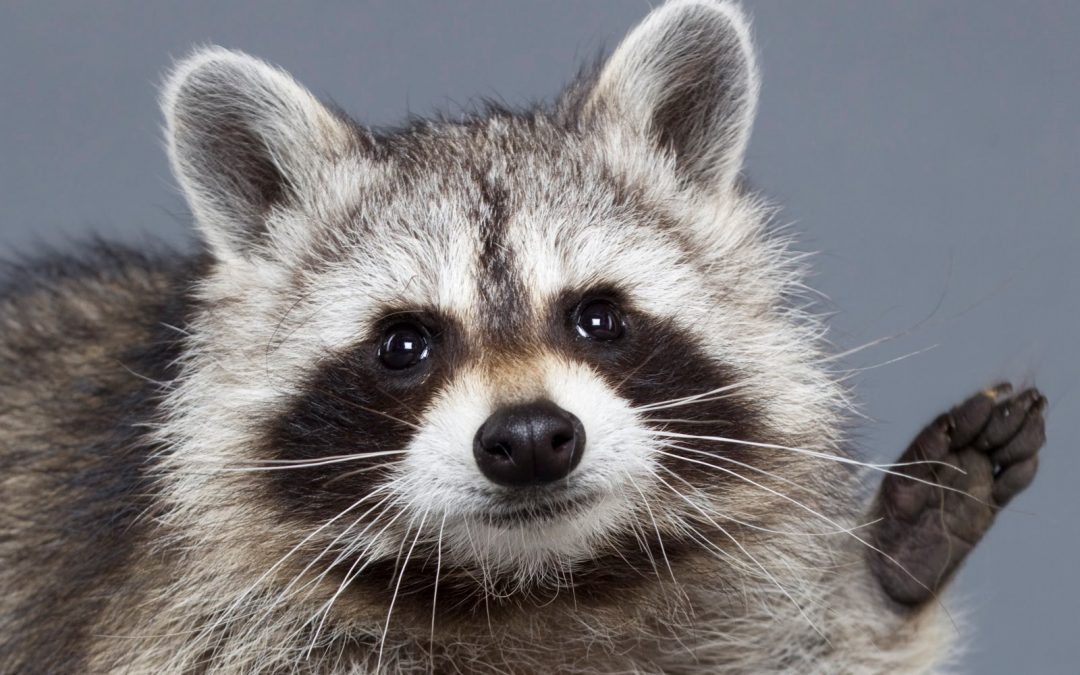 Raccoon Removal - Canton MA Wildlife Removal