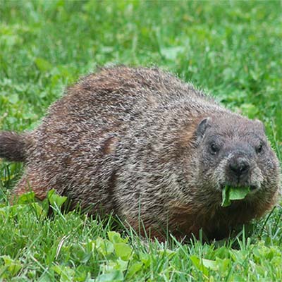 Woodchucks & Groundhogs